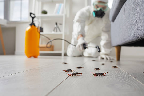 Affordable Termite Control solutions in Nemacolin, PA